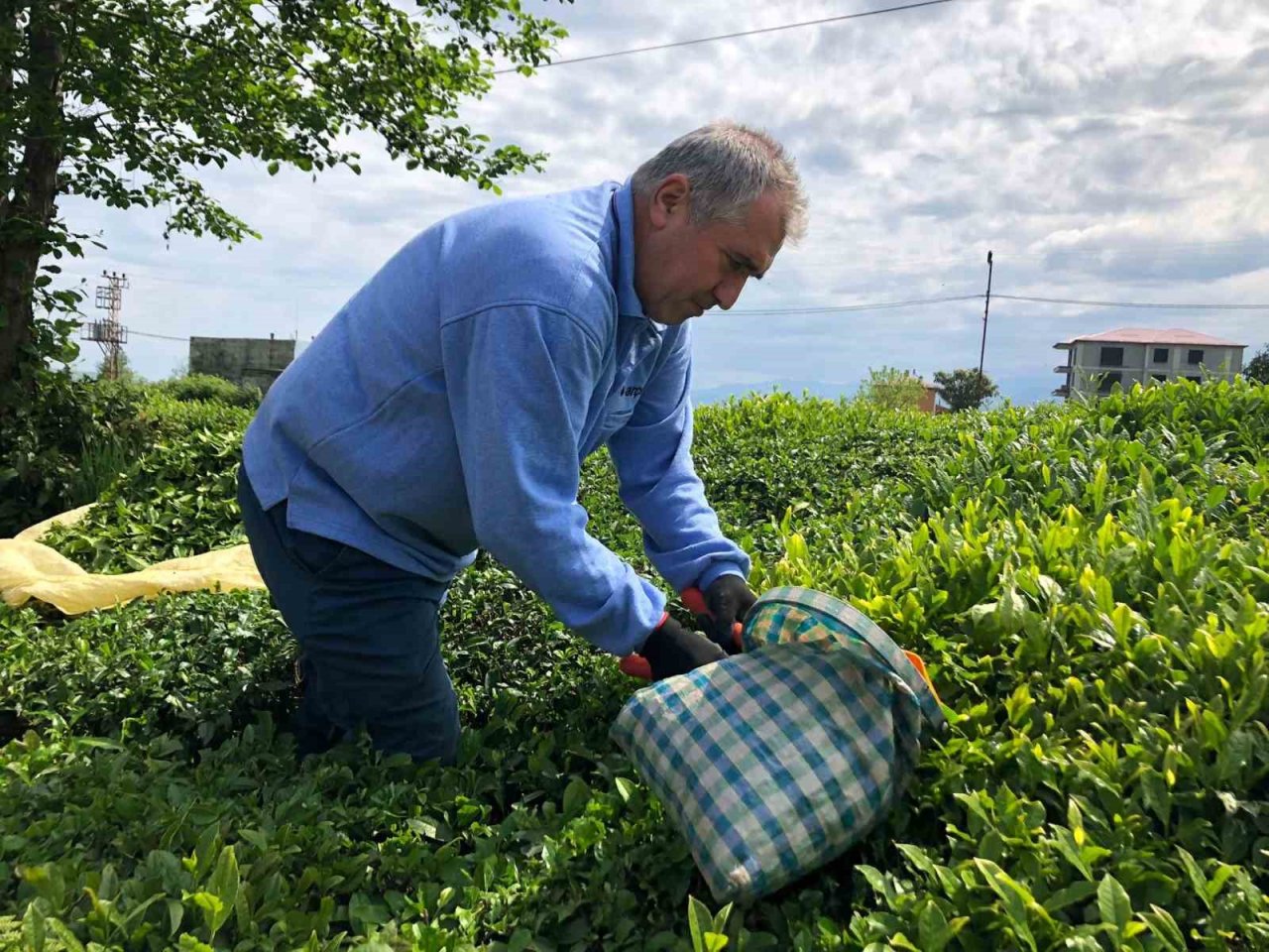 Rize’de yaş çay üreticileri bahçelere girmeye başladı