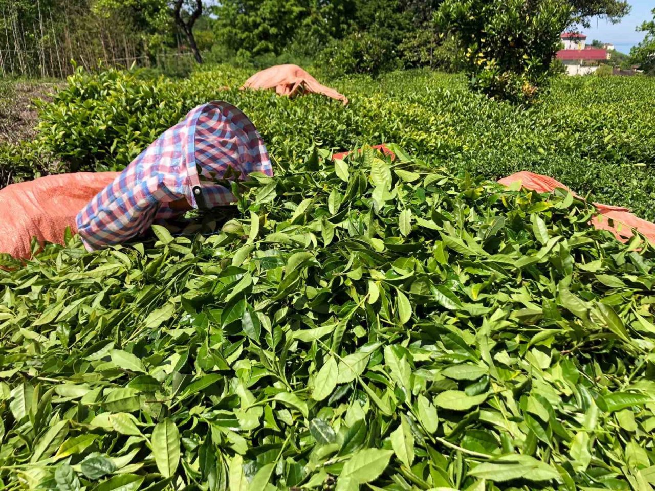 Rize’de yaş çay üreticileri bahçelere girmeye başladı