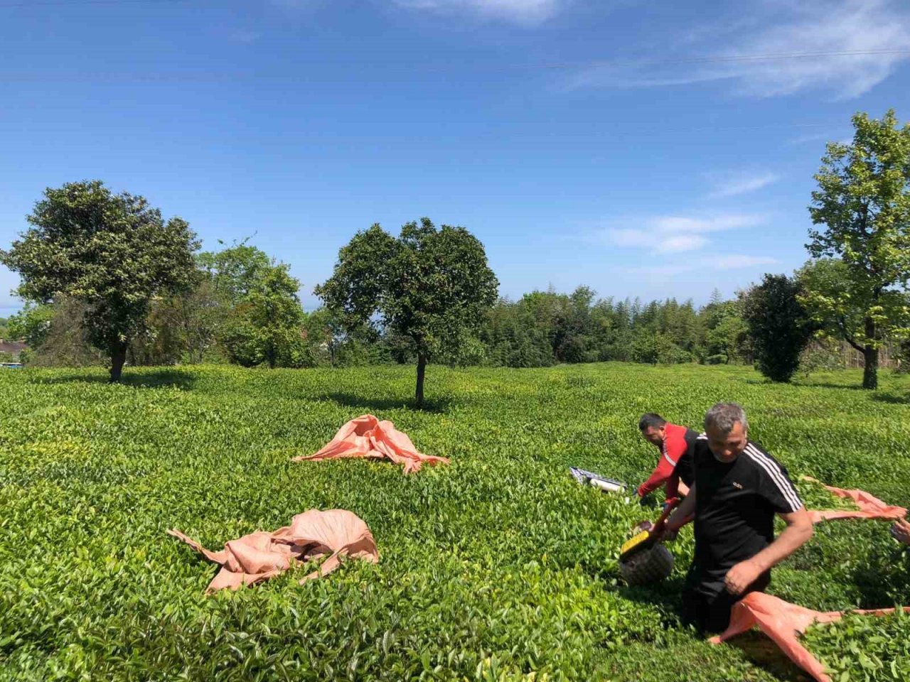 Rize’de yaş çay üreticileri bahçelere girmeye başladı