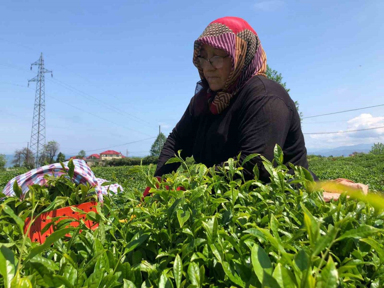 Rize’de yaş çay üreticileri bahçelere girmeye başladı