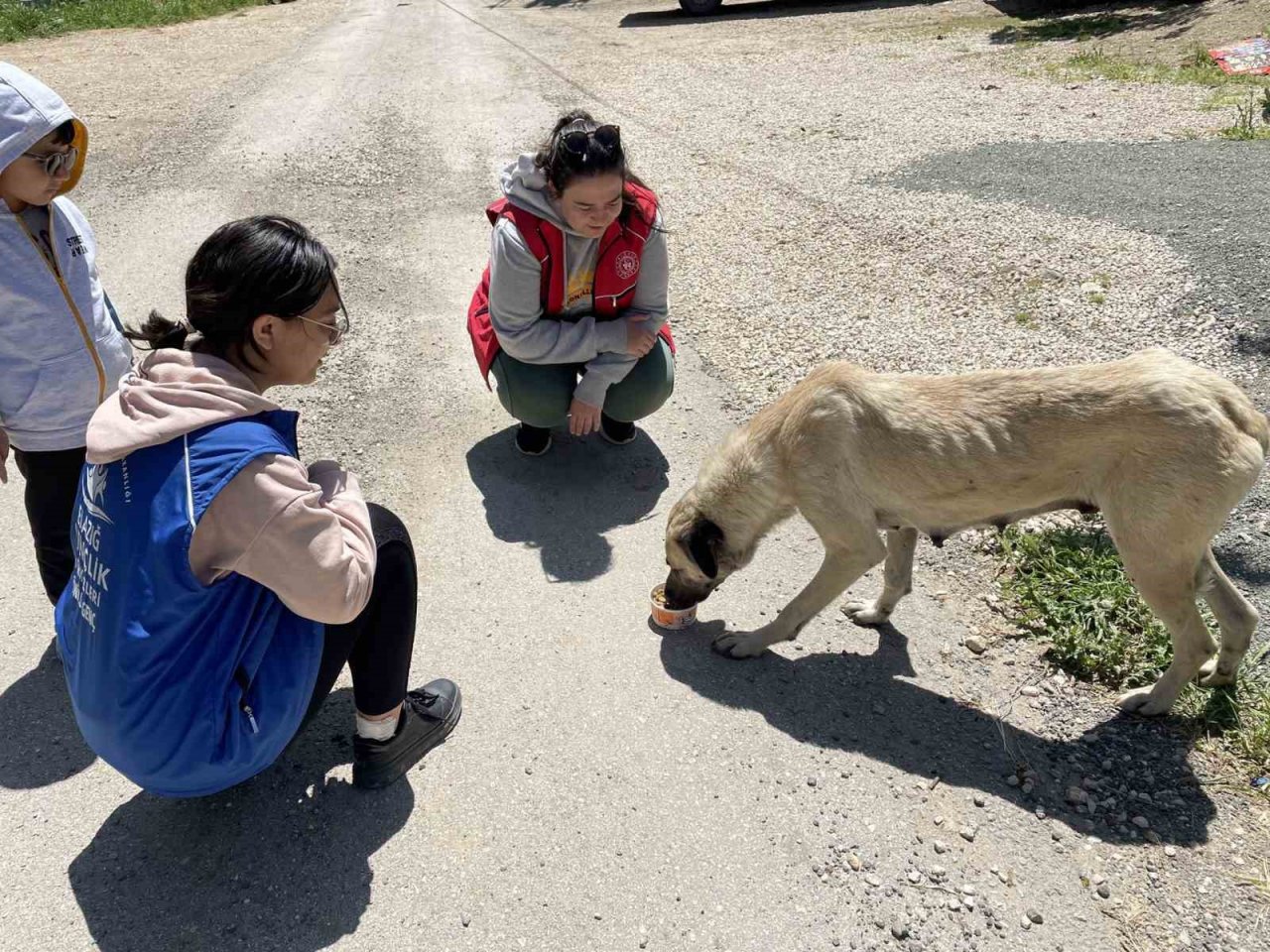 Elazığ’ın genç gönüllülerinden sokak hayvanlarına mama desteği