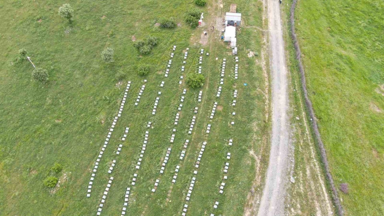 Aylardır Diyarbakır’da olan gezgin arıcı 2,5 ton rekolte bekliyor