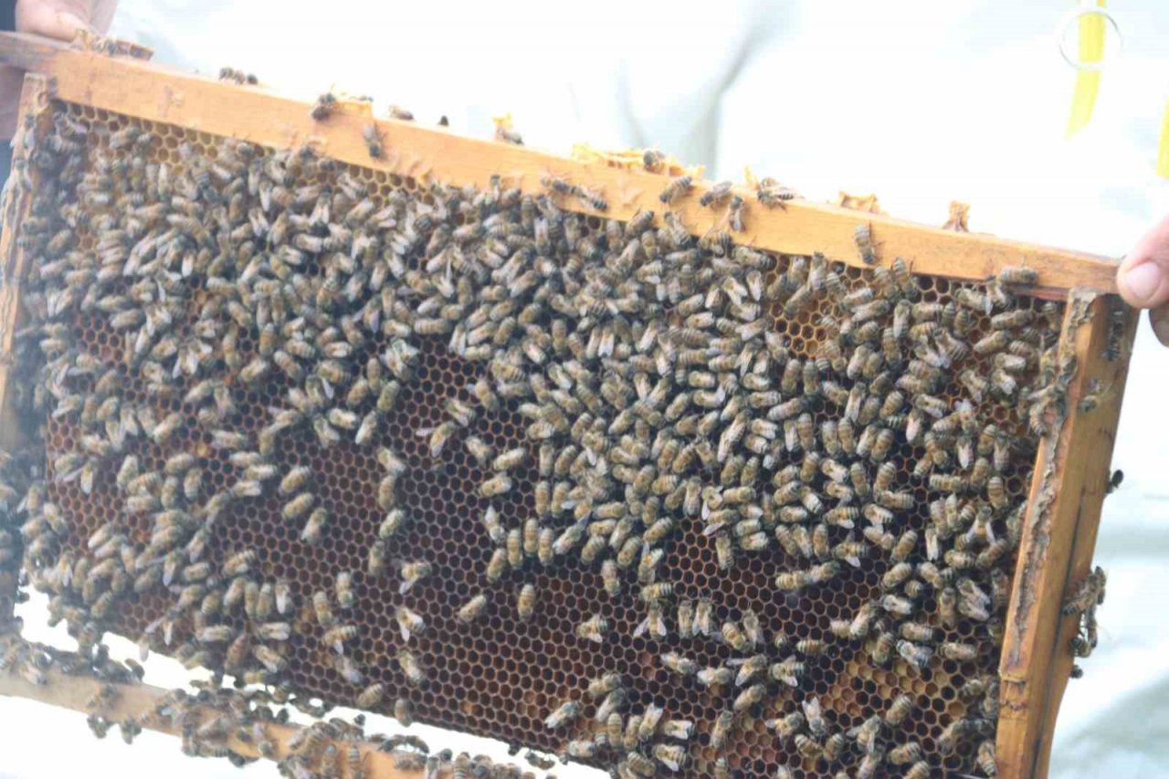 Aylardır Diyarbakır’da olan gezgin arıcı 2,5 ton rekolte bekliyor