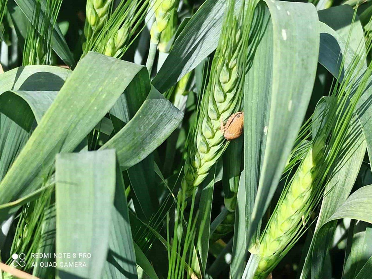 Günyüzü ilçesinde tarlalarda süne kontrolü yapıldı