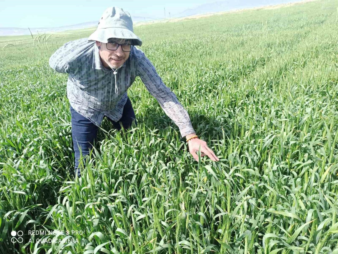 Günyüzü ilçesinde tarlalarda süne kontrolü yapıldı