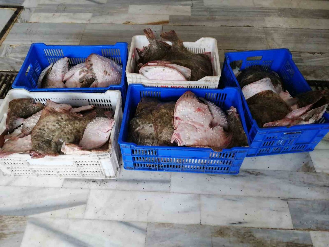 İstanbul yasadışı avlanan yarım ton kalkan balığı ele geçirildi