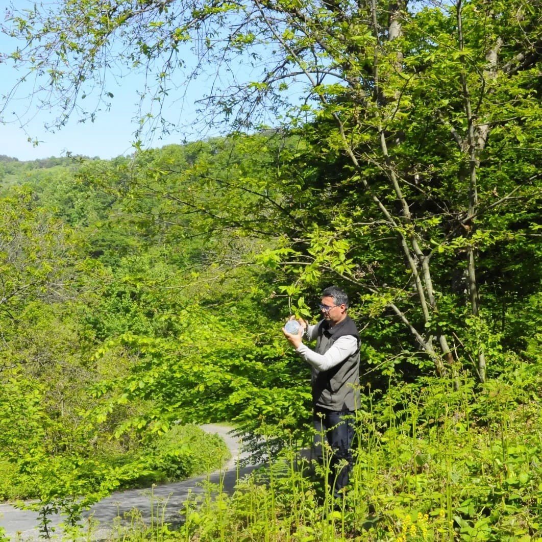 Kastamonu’da ’katil gal arısı’yla mücadele devam ediyor