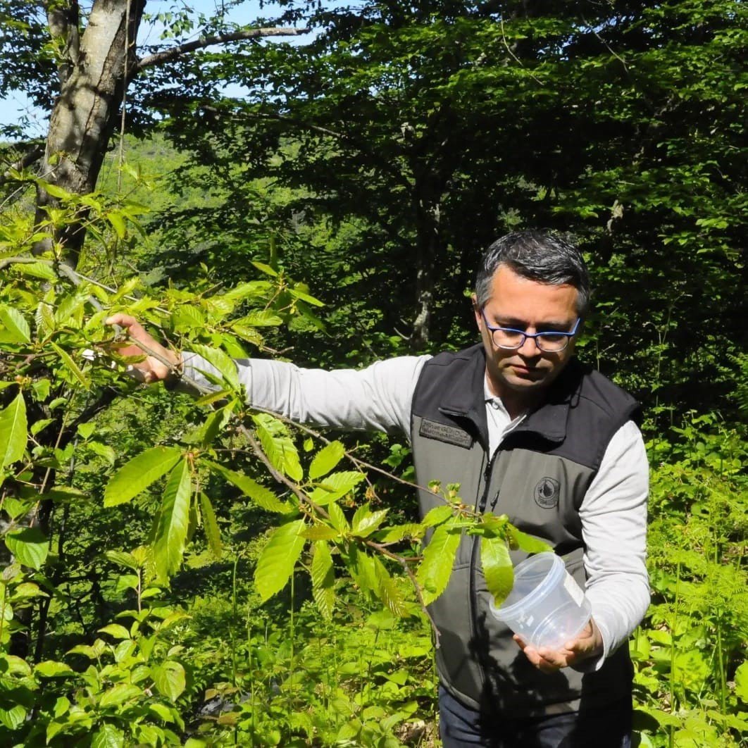 Kastamonu’da ’katil gal arısı’yla mücadele devam ediyor