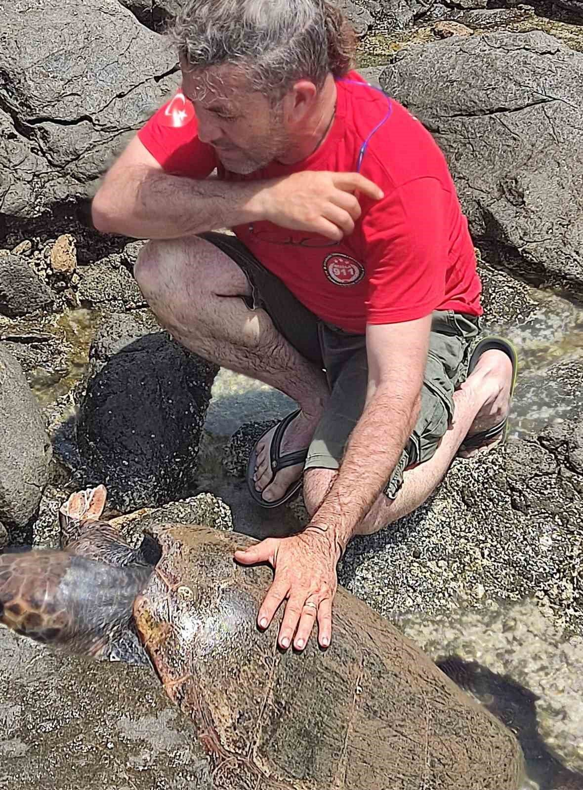 Çocuklar sahile vuran kaplumbağa için seferber oldu