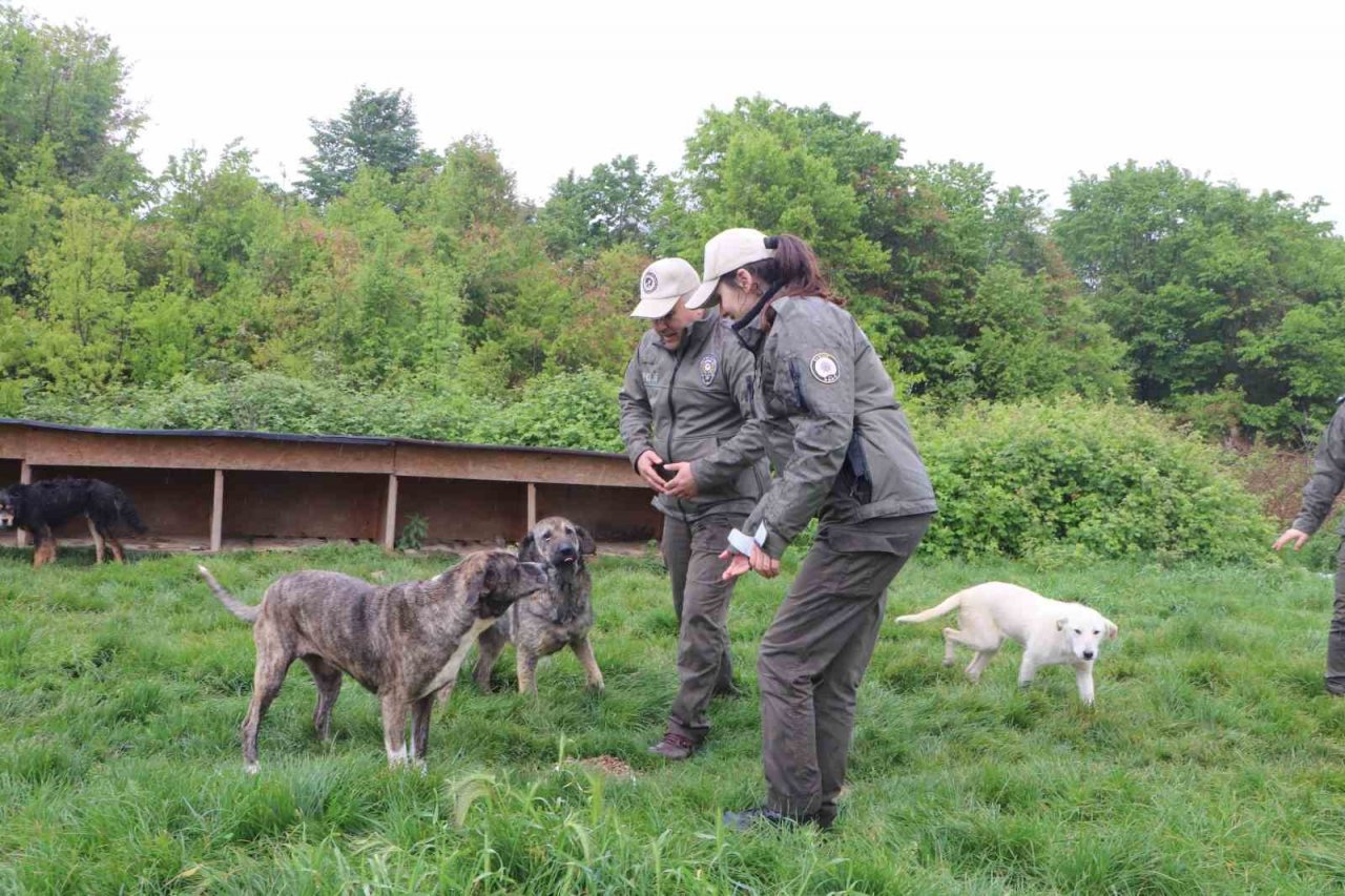 HAYDİ polisleri ile sokak hayvanları ’emniyet’te