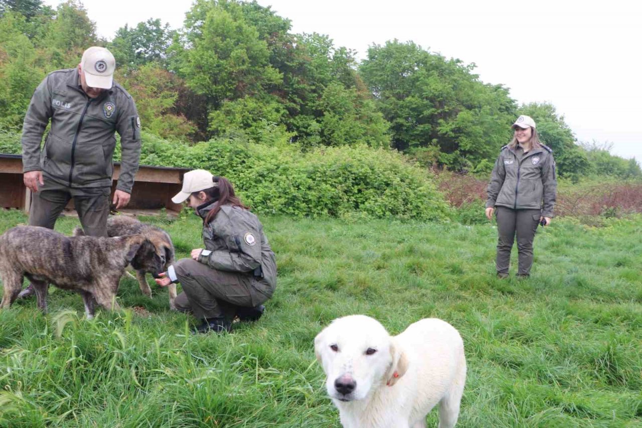 HAYDİ polisleri ile sokak hayvanları ’emniyet’te