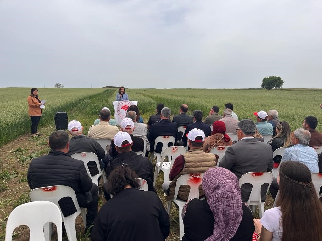 Saray’da ’tarla günü’ düzenlendi