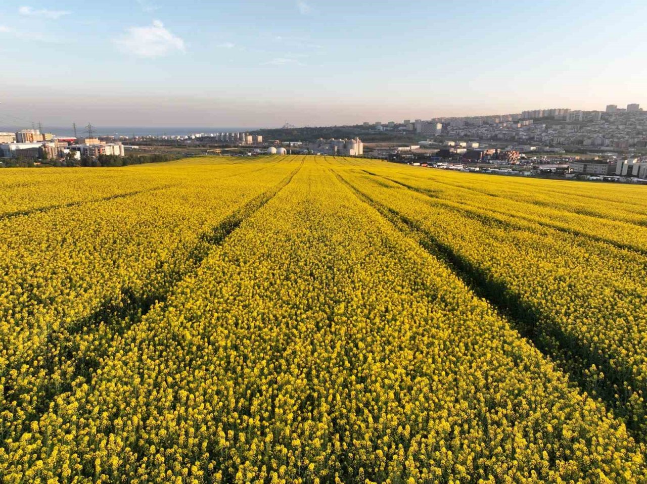 Istanbul’da Kanola Tarlası manzarası görenleri mest etti