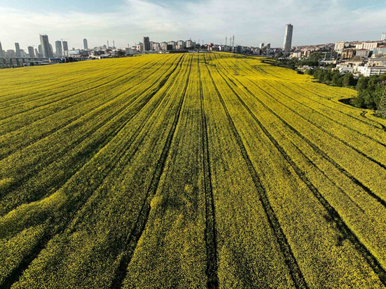 Istanbul’da Kanola Tarlası manzarası görenleri mest etti