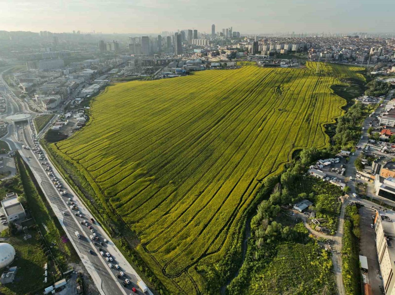 Istanbul’da Kanola Tarlası manzarası görenleri mest etti