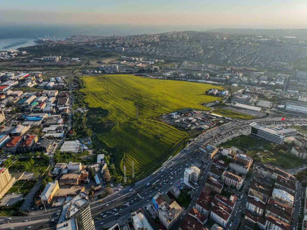 Istanbul’da Kanola Tarlası manzarası görenleri mest etti