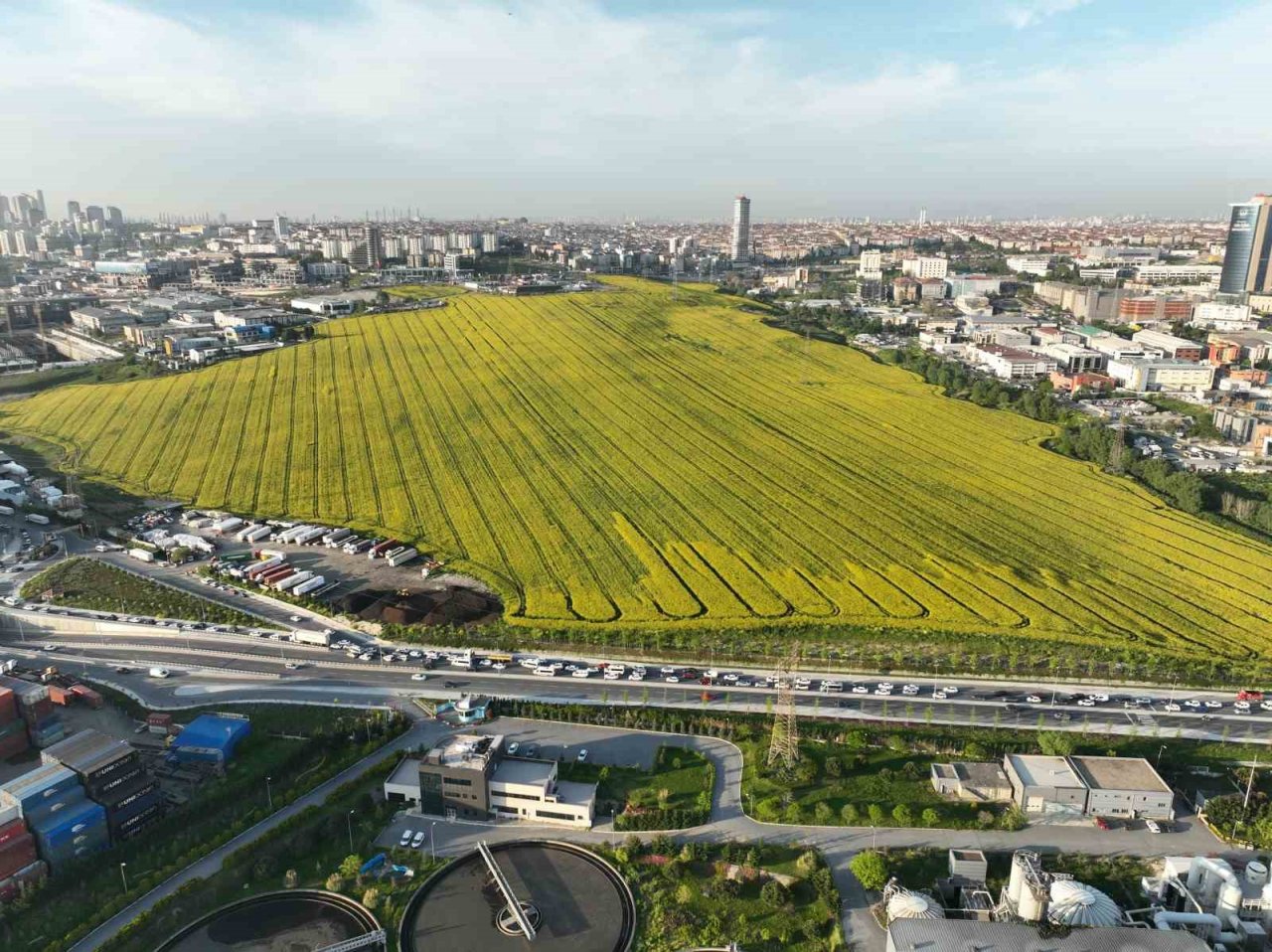Istanbul’da Kanola Tarlası manzarası görenleri mest etti