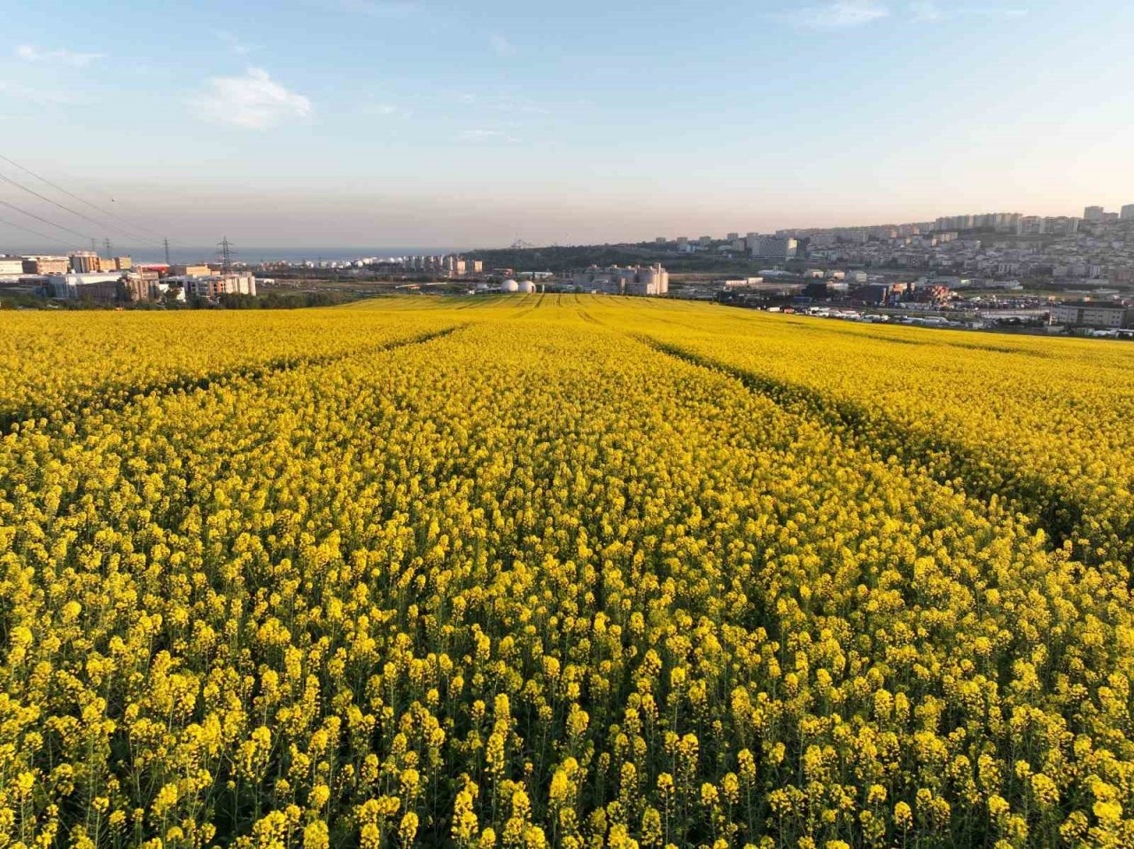 Istanbul’da Kanola Tarlası manzarası görenleri mest etti