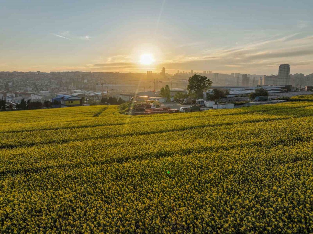 Istanbul’da Kanola Tarlası manzarası görenleri mest etti
