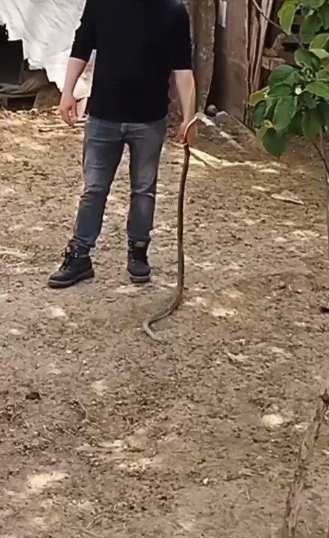 Bursa’da bahçesine giren yılanı elleriyle yakaladı