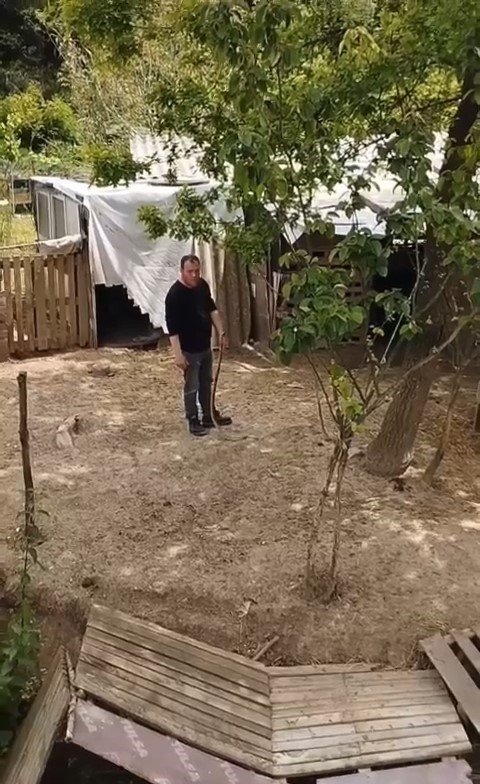 Bursa’da bahçesine giren yılanı elleriyle yakaladı