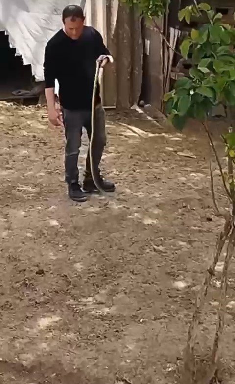 Bursa’da bahçesine giren yılanı elleriyle yakaladı