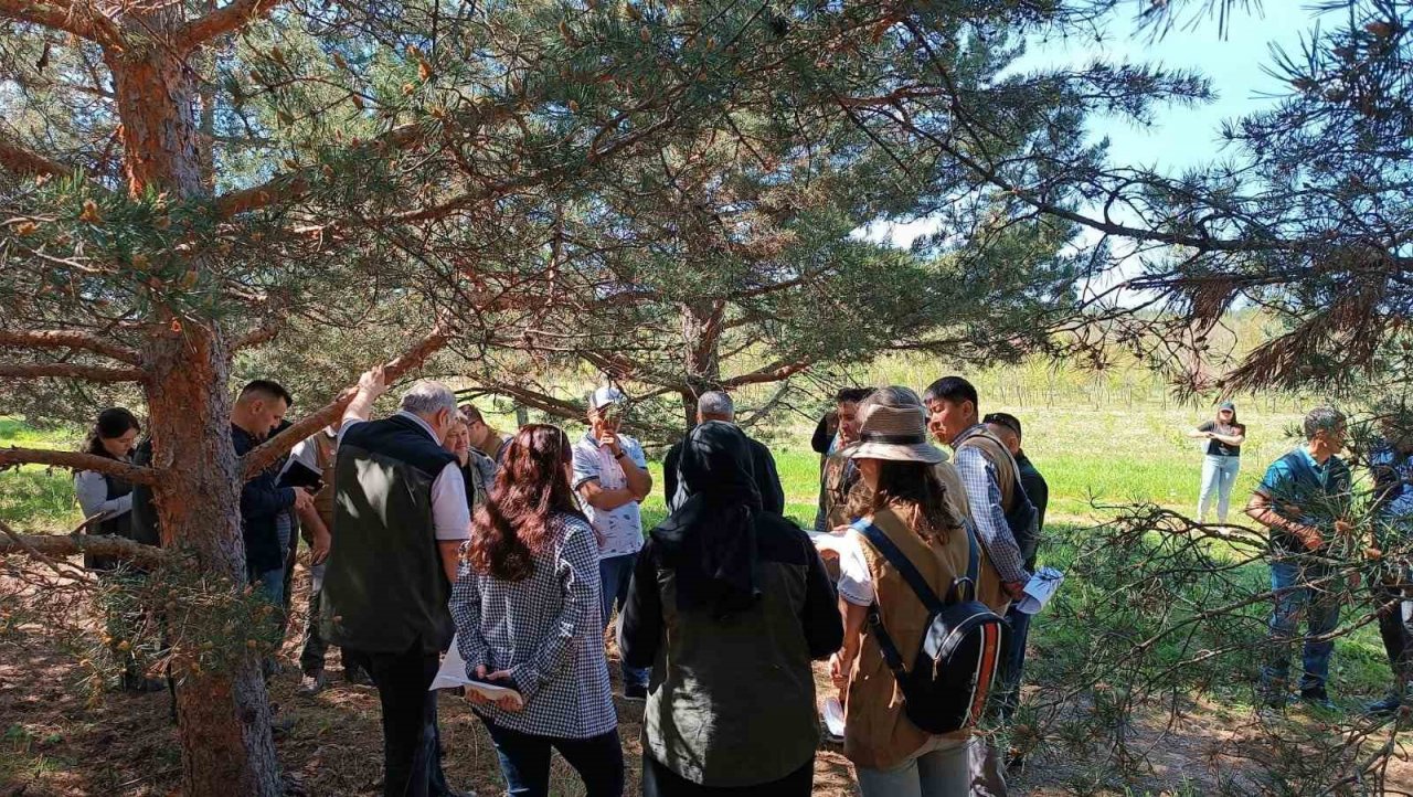 5 farklı ülkeden gelen temsilciler Kastamonu’daki tohum bahçelerini gezdi