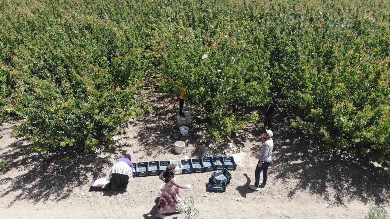 Depremin vurduğu Hatay’da kayısı hasadı başladı