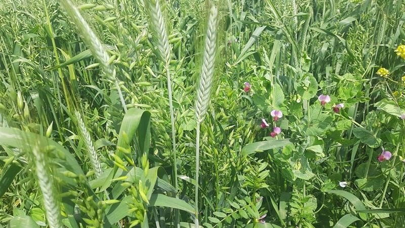 Dört dörtlük projede hasat başladı