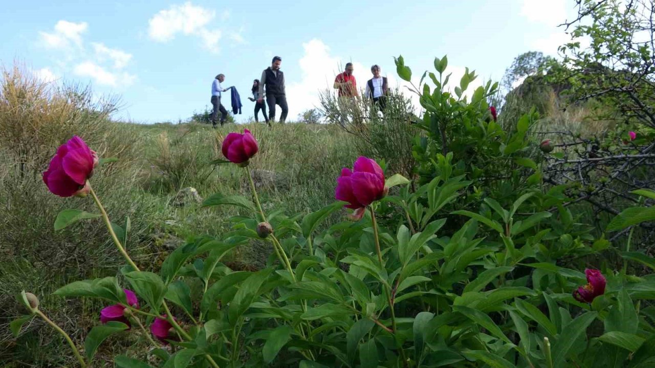 Ağrı kesici ve antioksidan etkiye sahip ancak sadece 15 gün ömrü var