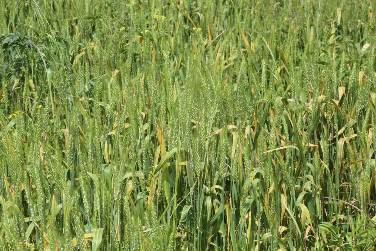 Gölcük Belediyesi buğday yetiştiriyor