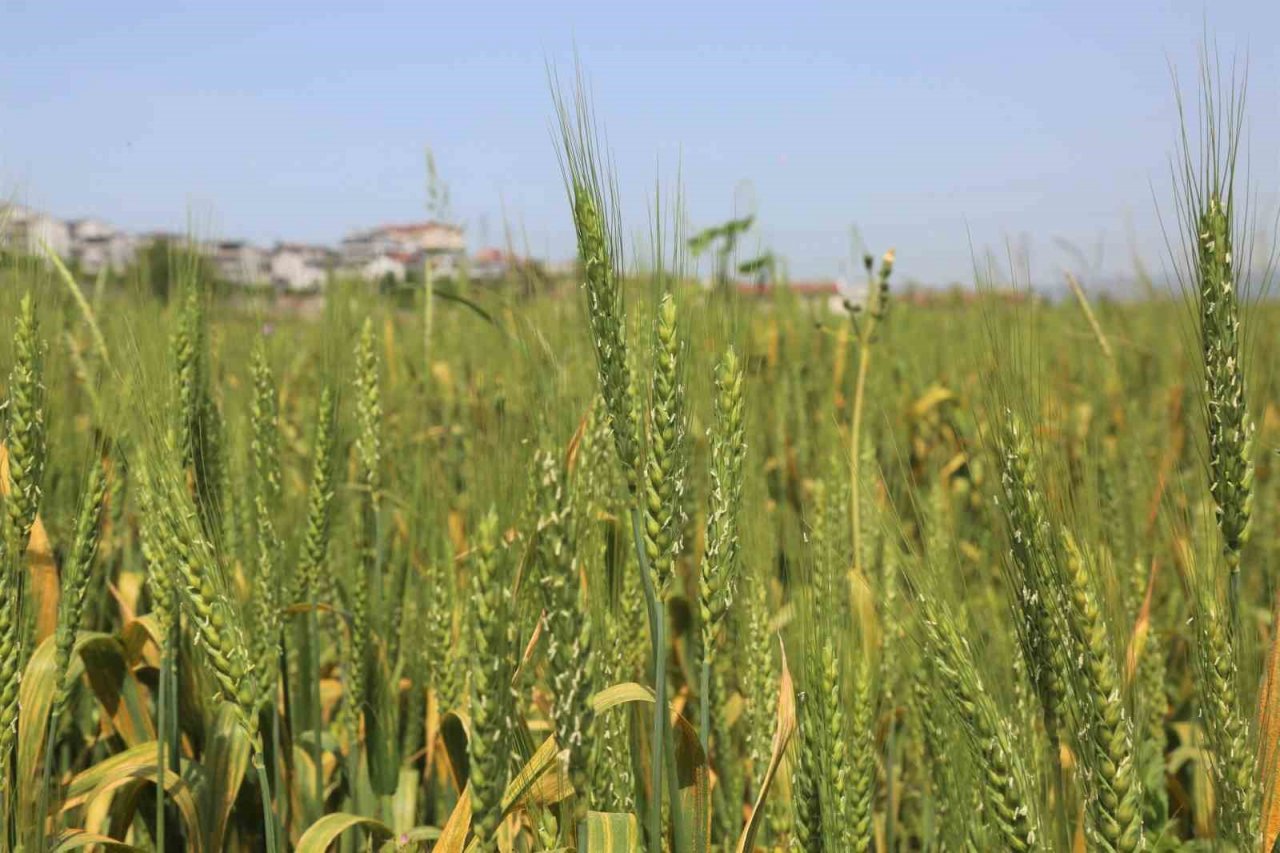 Gölcük Belediyesi buğday yetiştiriyor