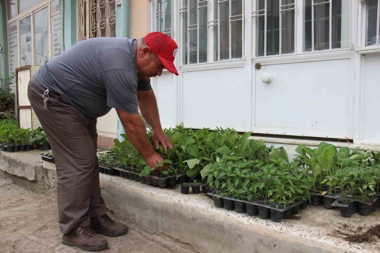 Yaz aylarının gelmesi ile fide satışları arttı
