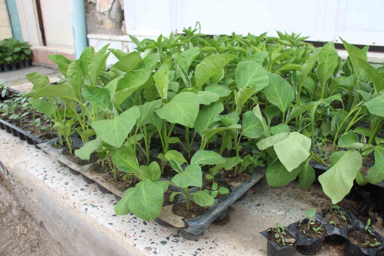 Yaz aylarının gelmesi ile fide satışları arttı