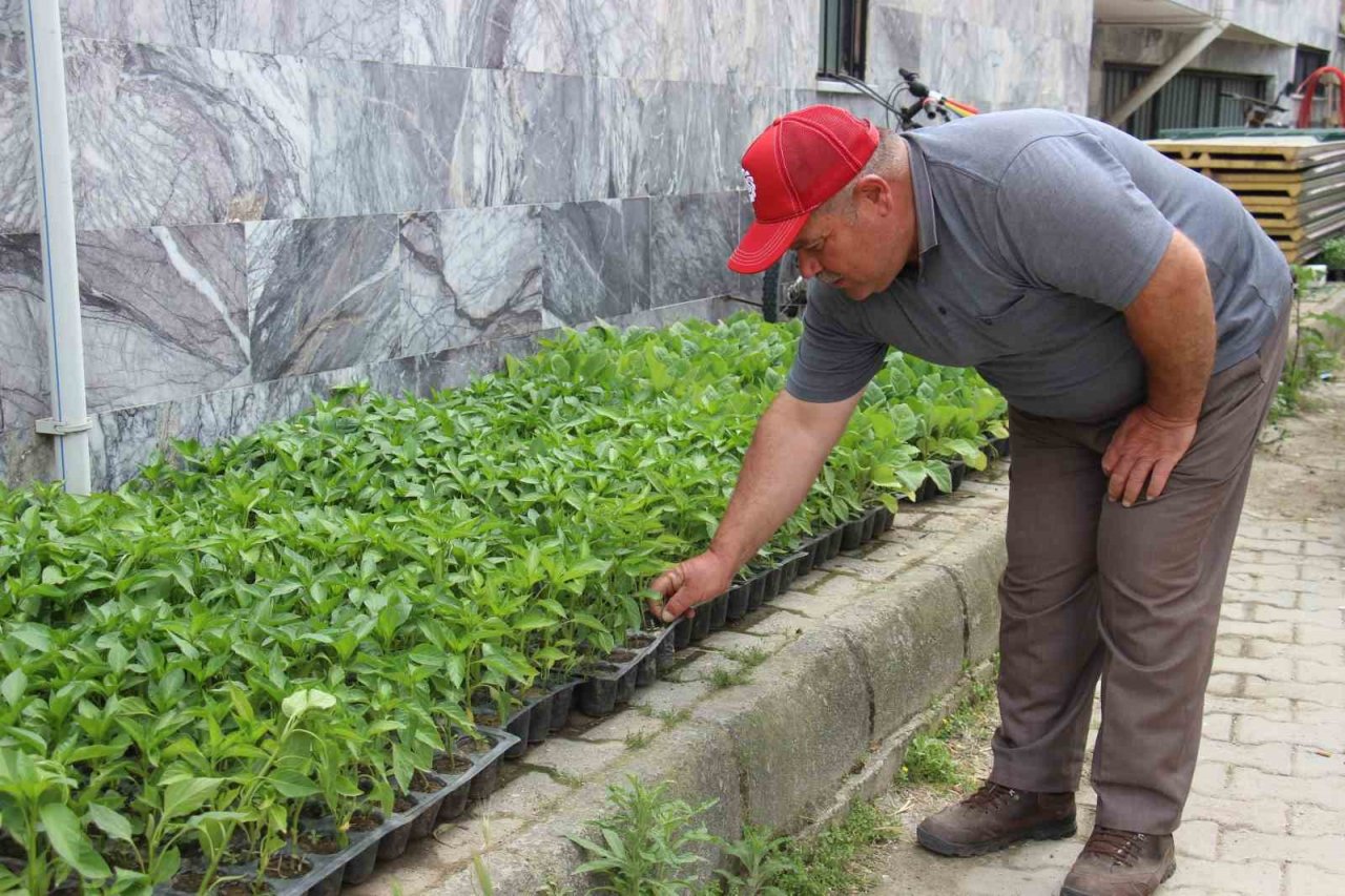 Yaz aylarının gelmesi ile fide satışları arttı