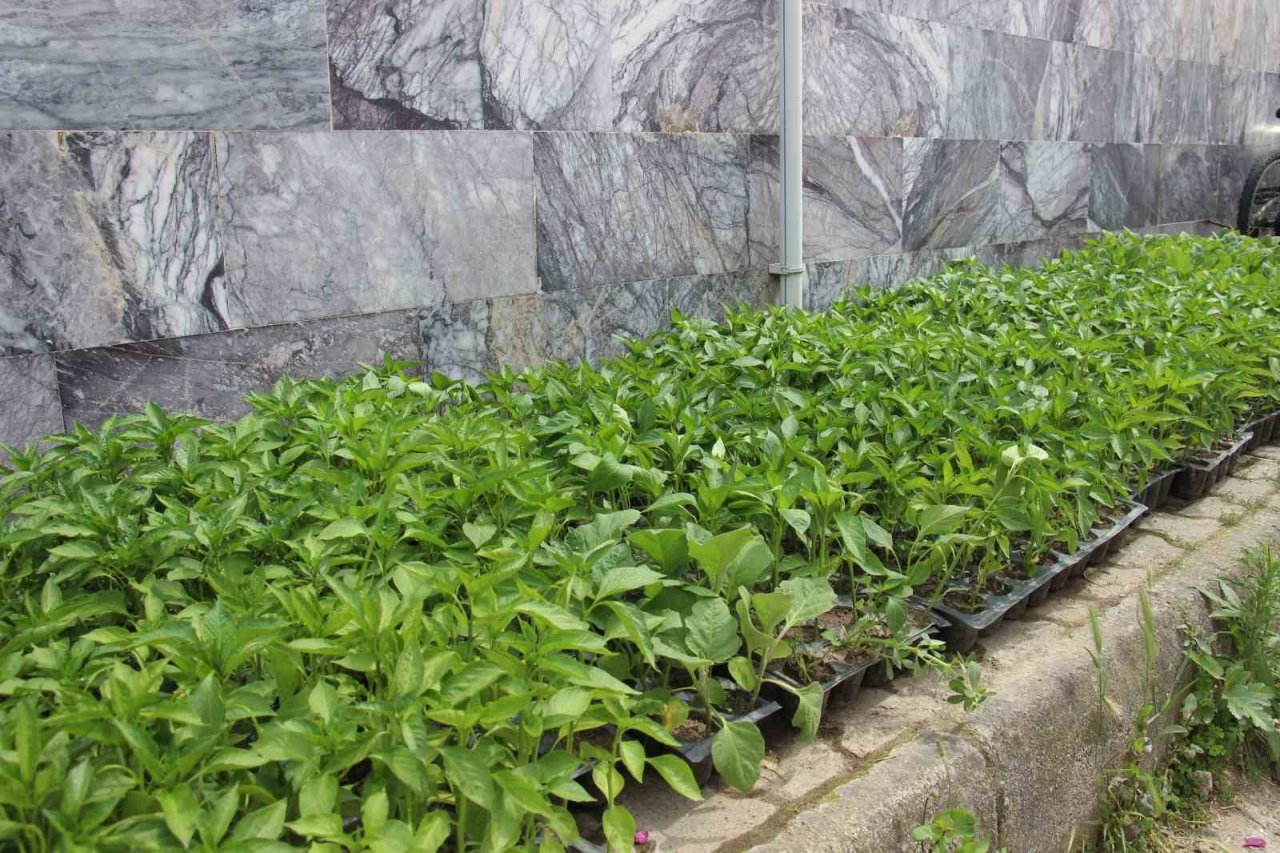 Yaz aylarının gelmesi ile fide satışları arttı