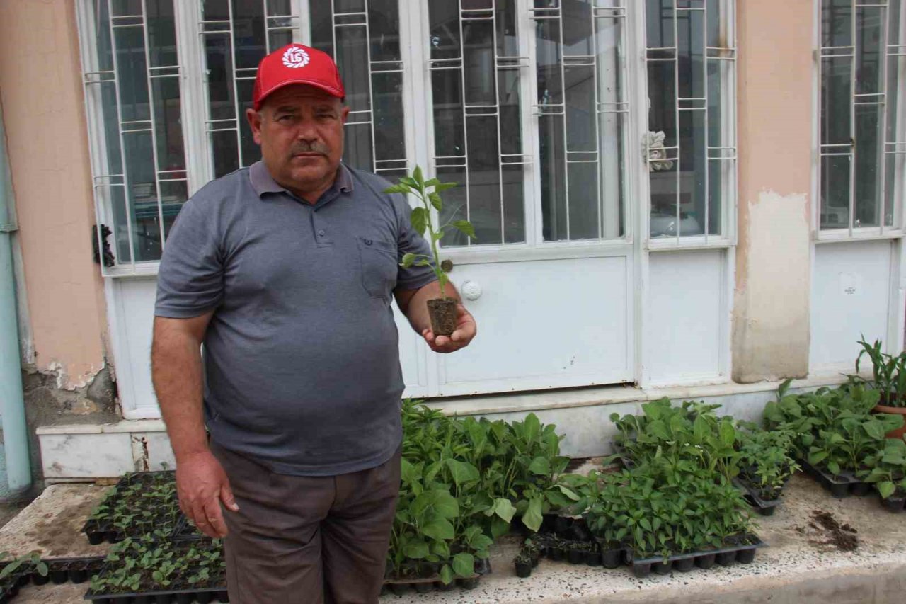 Yaz aylarının gelmesi ile fide satışları arttı