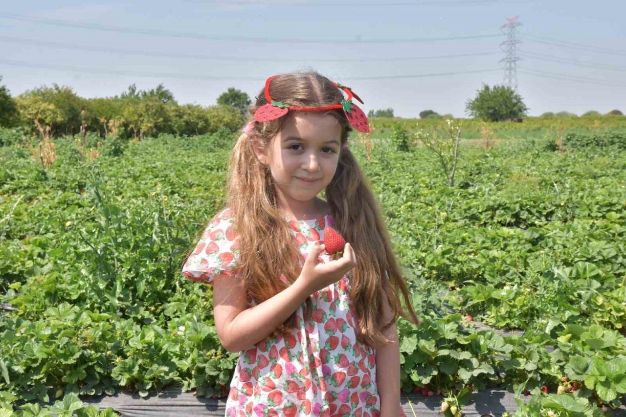 Menemen’de çilek kokulu günler başlıyor