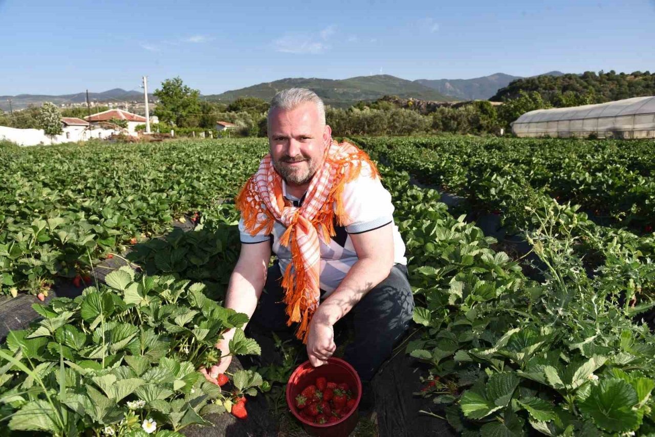 Menemen’de çilek kokulu günler başlıyor