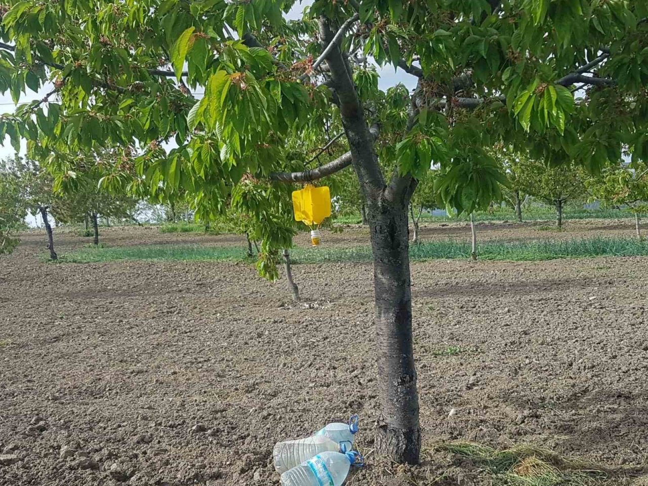 Şaphane’de kiraz sineği zararlısı ile mücadele çalışmaları