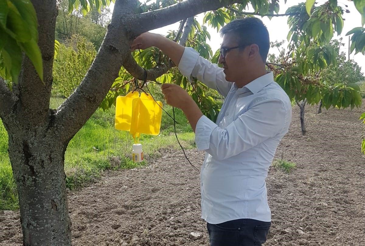 Şaphane’de kiraz sineği zararlısı ile mücadele çalışmaları