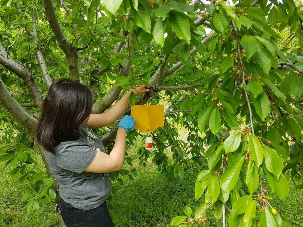 Şaphane’de kiraz sineği zararlısı ile mücadele çalışmaları