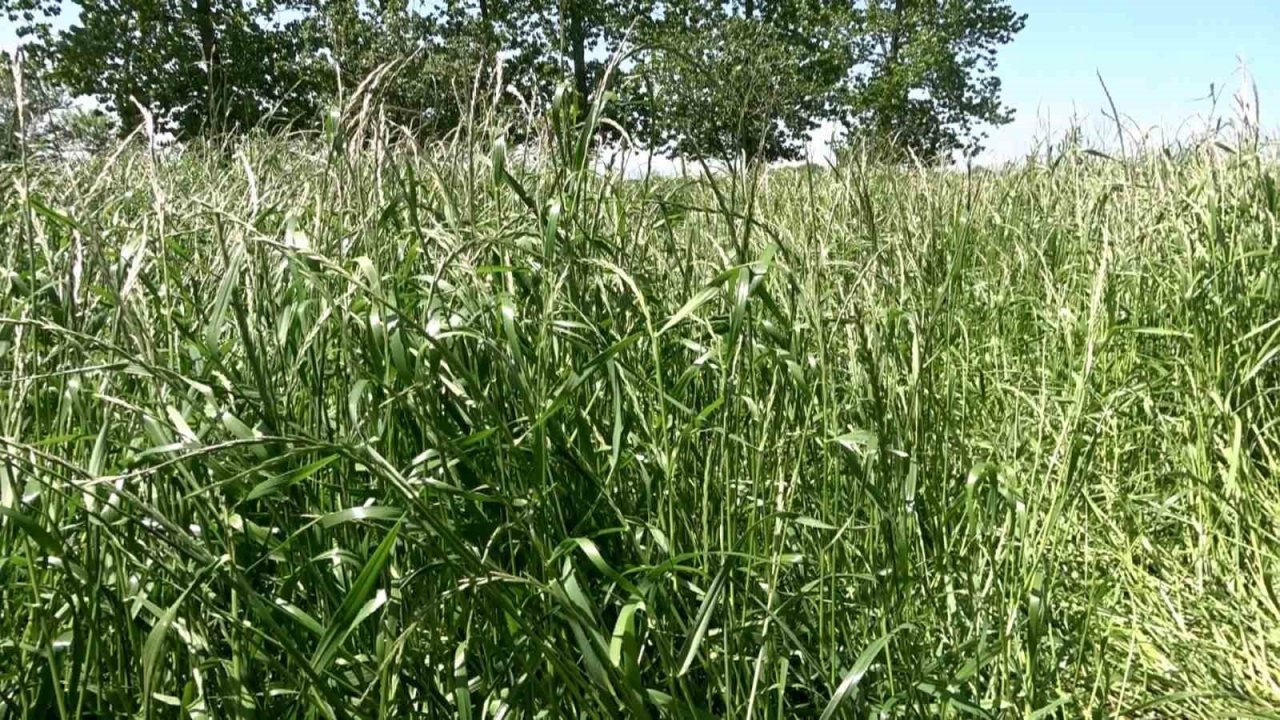 Tarla günü: İlkadım çeşidi hasat edildi