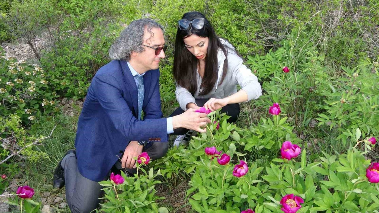 Ağrı kesici ve antioksidan etkiye sahip ancak sadece 15 gün ömrü var