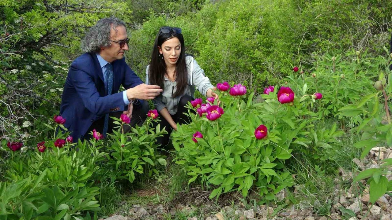 Ağrı kesici ve antioksidan etkiye sahip ancak sadece 15 gün ömrü var