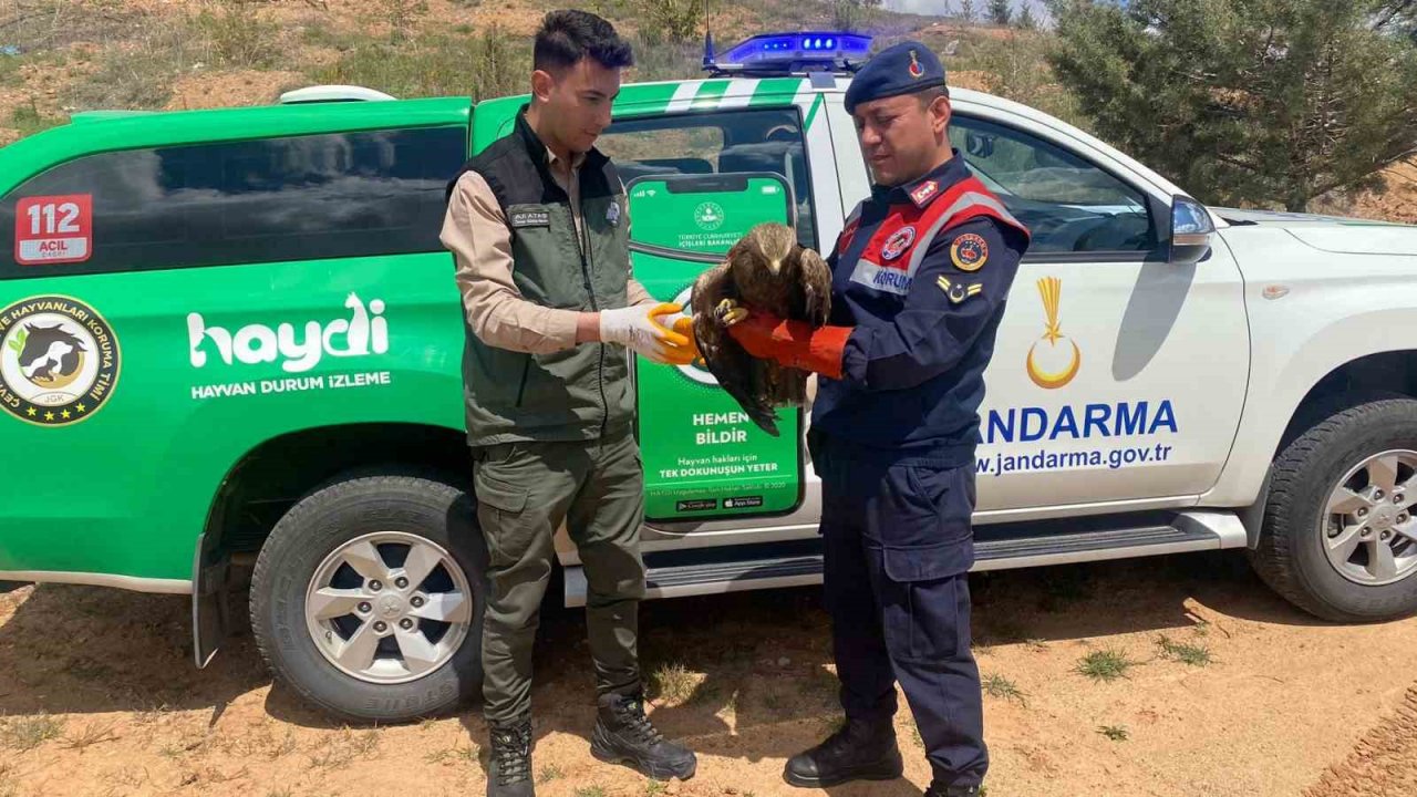 Kanadı kırık kartala jandarma sahip çıktı