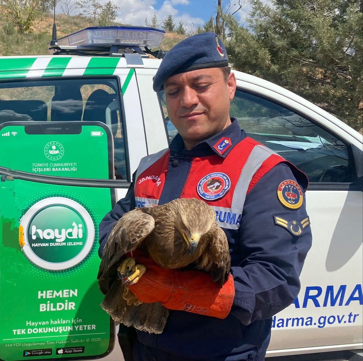 Kanadı kırık kartala jandarma sahip çıktı