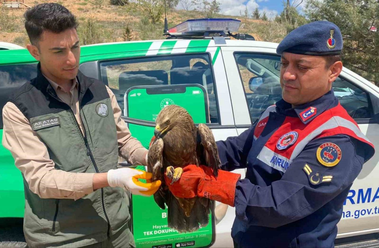 Kanadı kırık kartala jandarma sahip çıktı