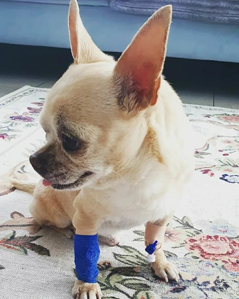 Bodrum Müzayede ’Miki’ için mezat yapacak