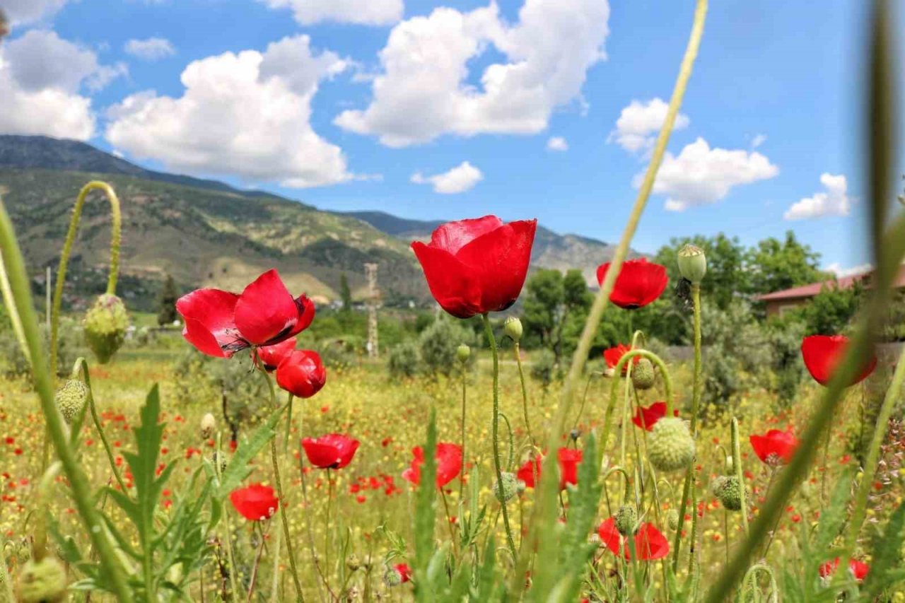 Gelincikler doğayı süsledi